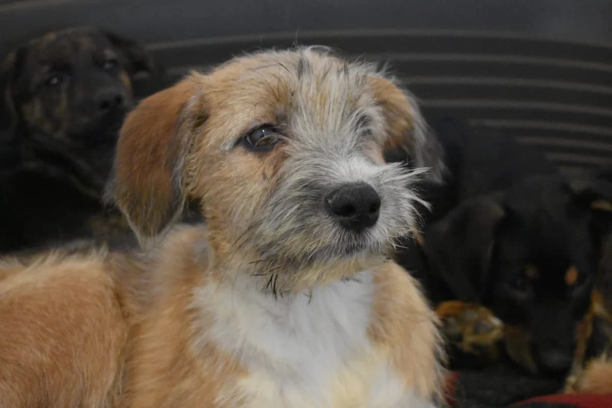 Effie, female Mixed Breed for adoption at Tierheim Laage — photo 2 of 6