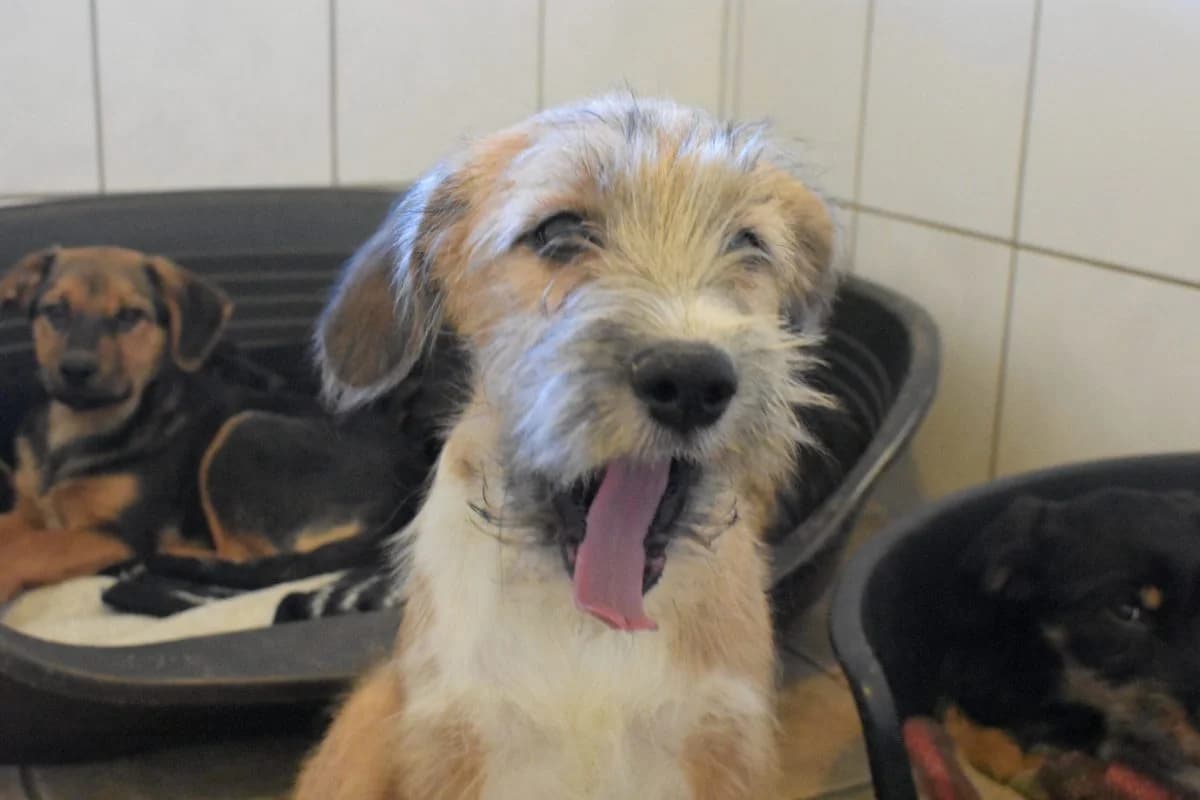 Effie, female Mixed Breed for adoption at Tierheim Laage — photo 3 of 6