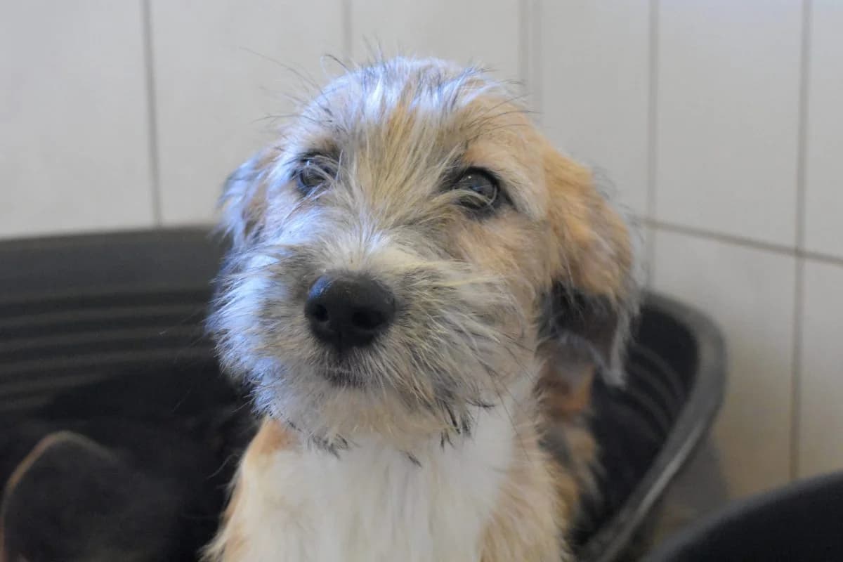 Effie, female Mixed Breed for adoption at Tierheim Laage — photo 4 of 6