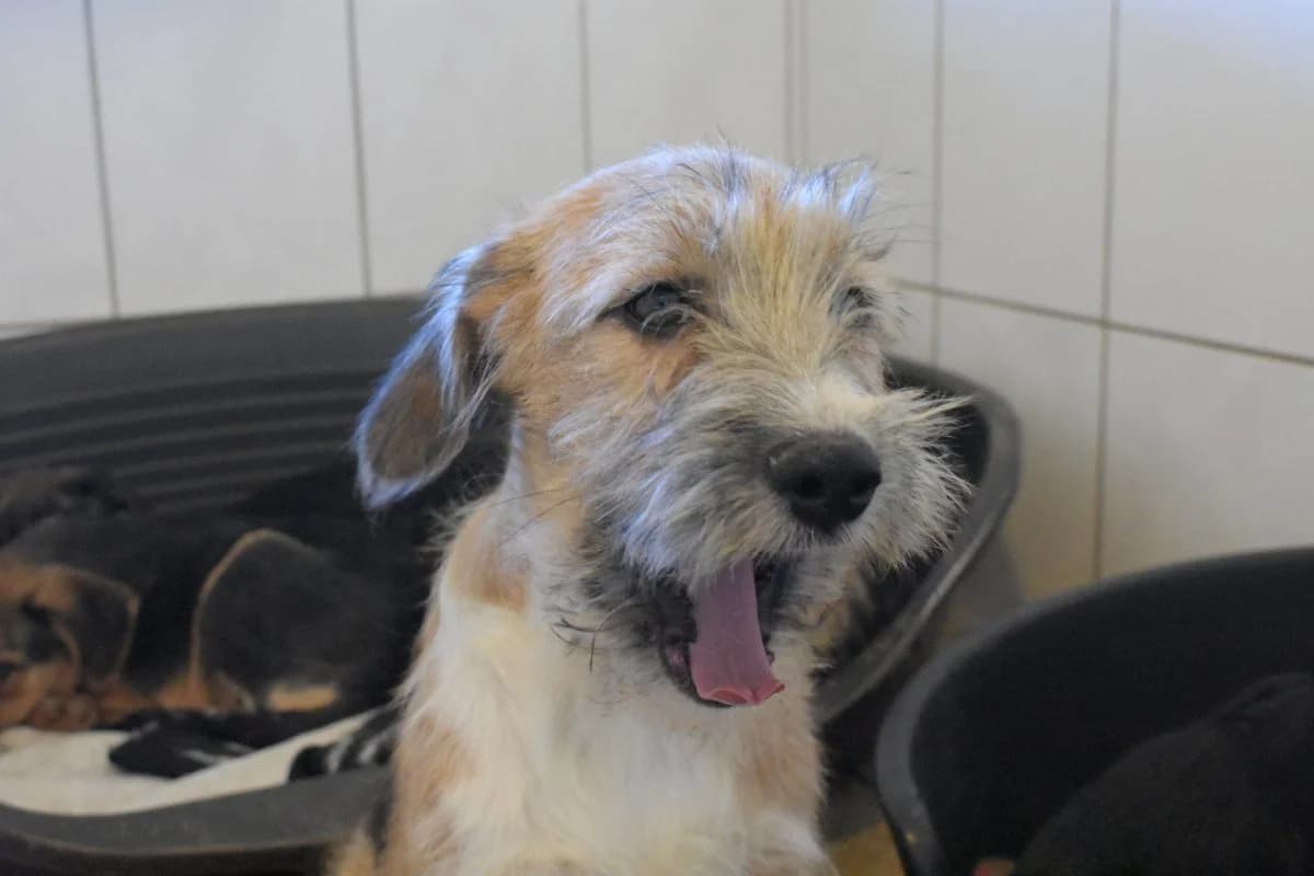 Effie, female Mixed Breed for adoption at Tierheim Laage — photo 5 of 6