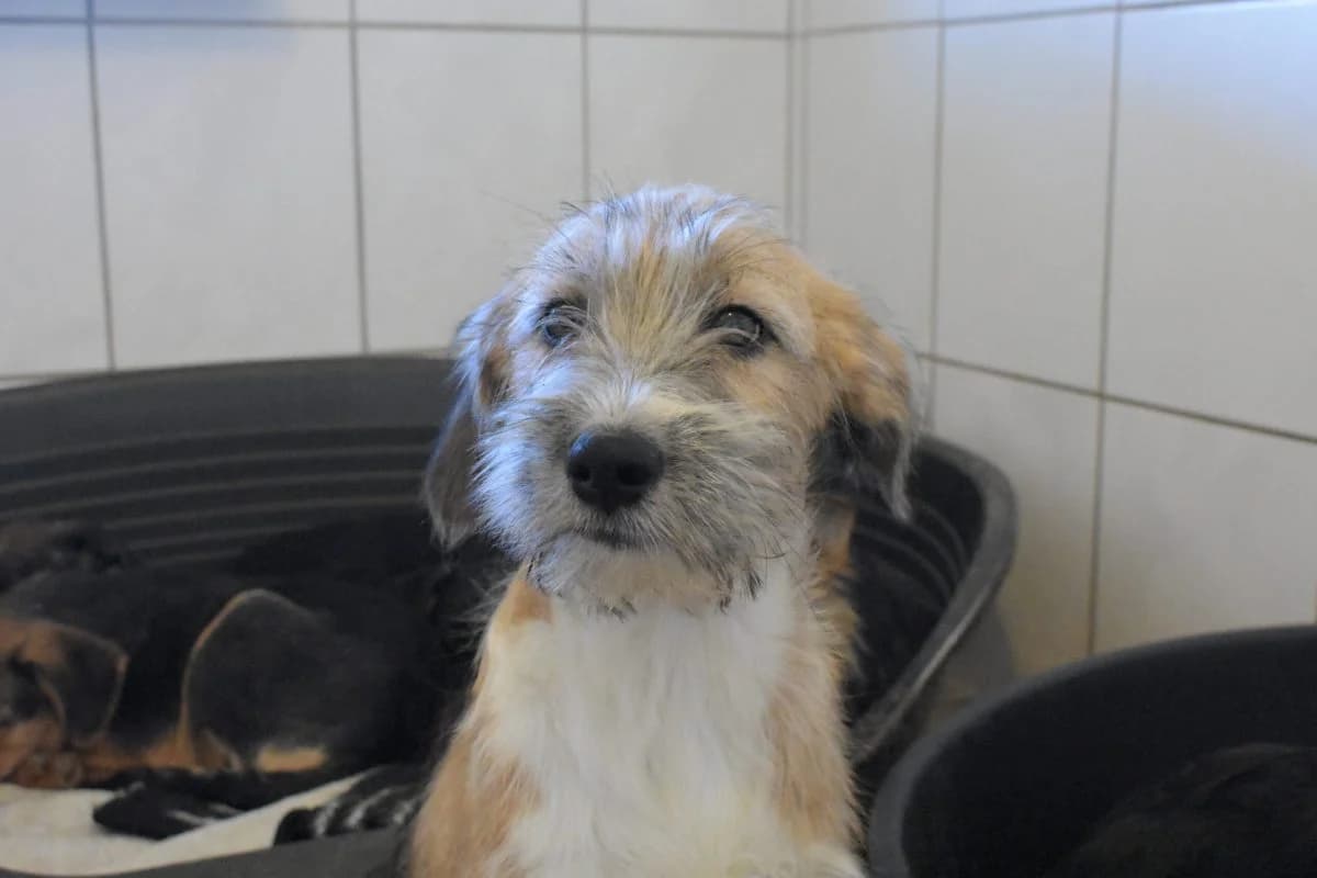 Effie, female Mixed Breed for adoption at Tierheim Laage — photo 6 of 6