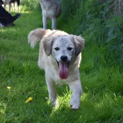 Elli, female puppy Mixed Breed for adoption at Tierheim Laage