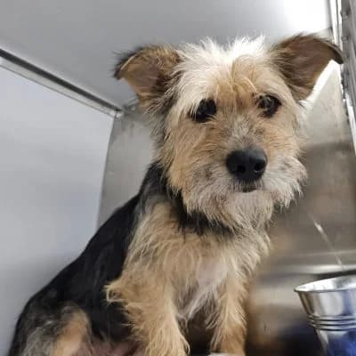 Epica, female Mixed Breed for adoption at Tierheim Laage