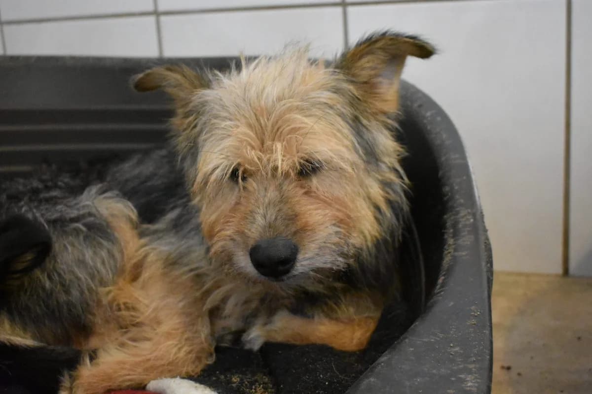 Epica, female Mixed Breed for adoption at Tierheim Laage — photo 2 of 5