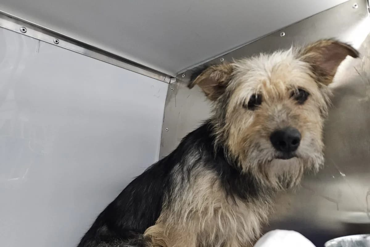 Epica, female Mixed Breed for adoption at Tierheim Laage — photo 3 of 5