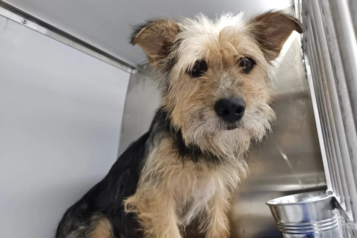 Epica, female Mixed Breed for adoption at Tierheim Laage — photo 4 of 5