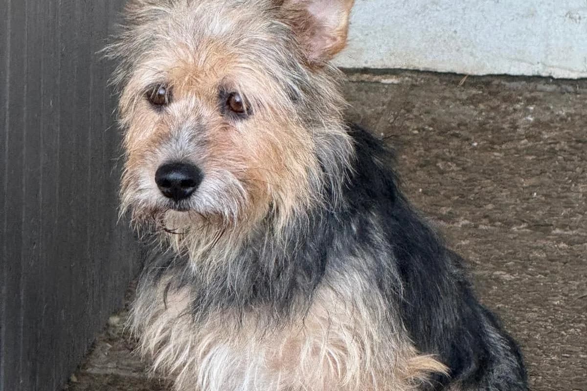 Epica, female Mixed Breed for adoption at Tierheim Laage — photo 5 of 5