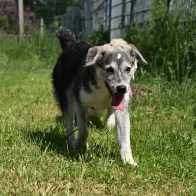 Faina, female puppy Mixed Breed for adoption at Tierheim Laage