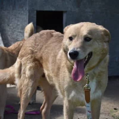 Fee, female 5yo Mixed Breed for adoption at Tierheim Laage