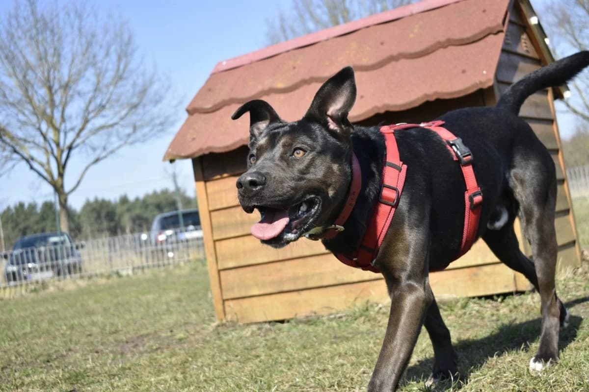 Fiete, male young Mixed Breed for adoption at Tierheim Laage