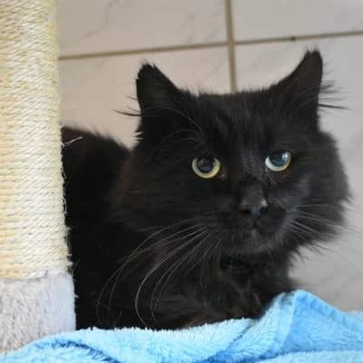 Fluffy, male 3yo Mixed Breed for adoption at Tierheim Laage