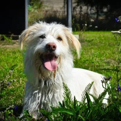 Freddy, male 4yo Mixed Breed for adoption at Tierheim Laage