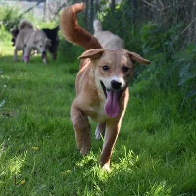 Gaia, female puppy Mixed Breed for adoption at Tierheim Laage