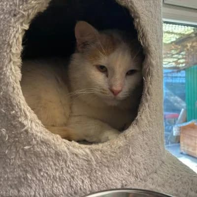 Gandalf, male Mixed Breed for adoption at Tierheim Laage