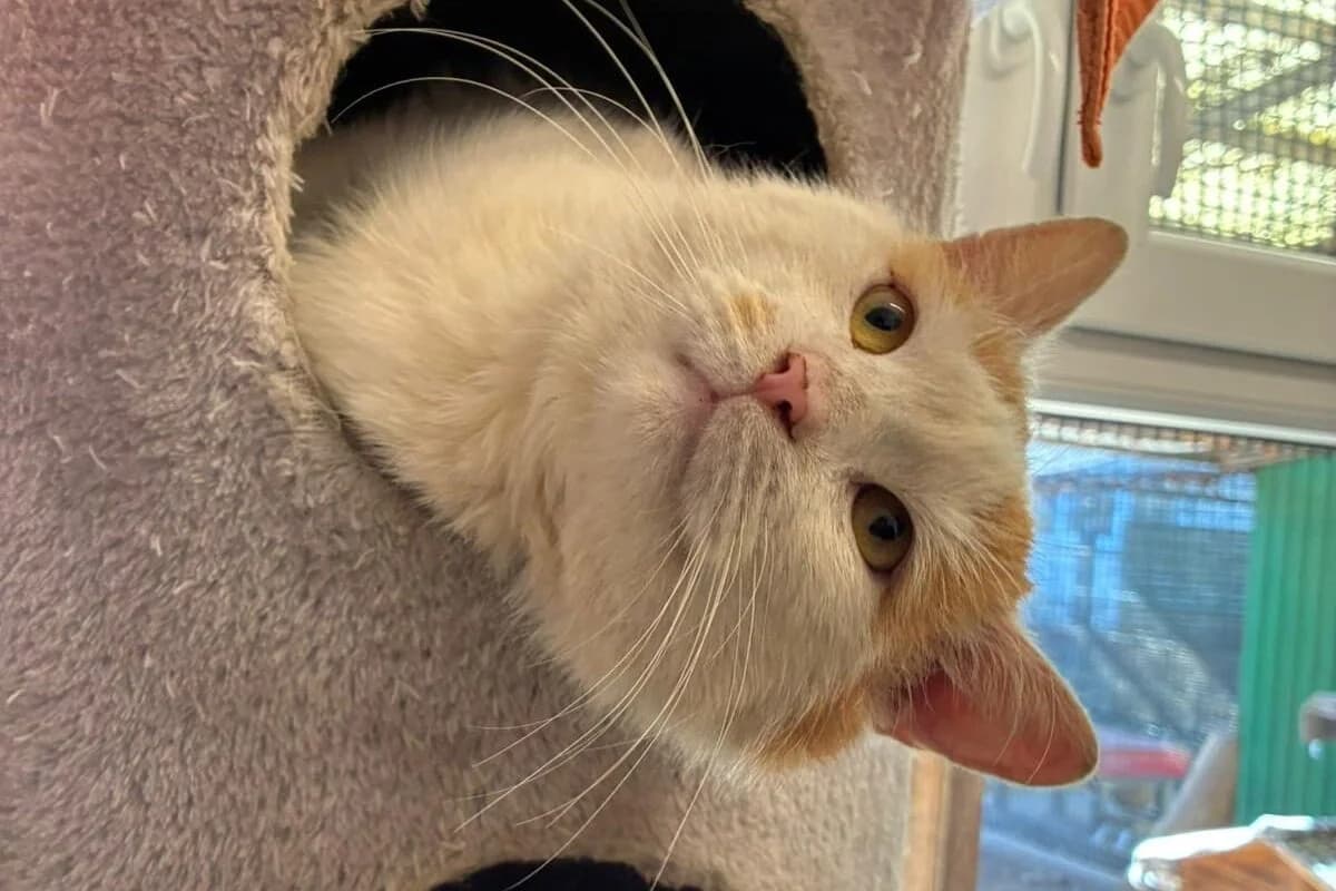 Gandalf, male Mixed Breed for adoption at Tierheim Laage — photo 2 of 5