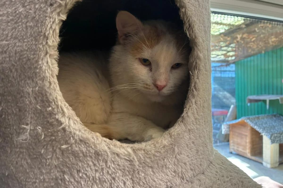 Gandalf, male Mixed Breed for adoption at Tierheim Laage — photo 3 of 5