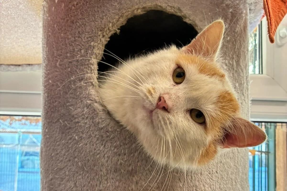 Gandalf, male Mixed Breed for adoption at Tierheim Laage — photo 4 of 5