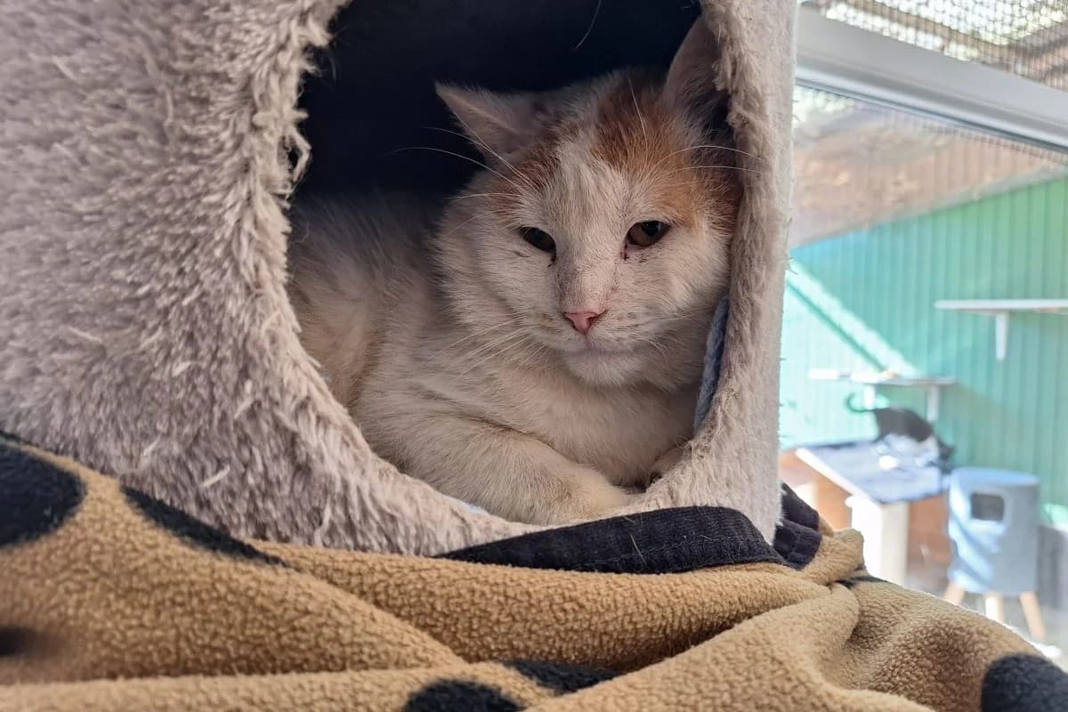 Gandalf, male Mixed Breed for adoption at Tierheim Laage — photo 5 of 5