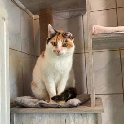 Gehli, female Mixed Breed for adoption at Tierheim Laage