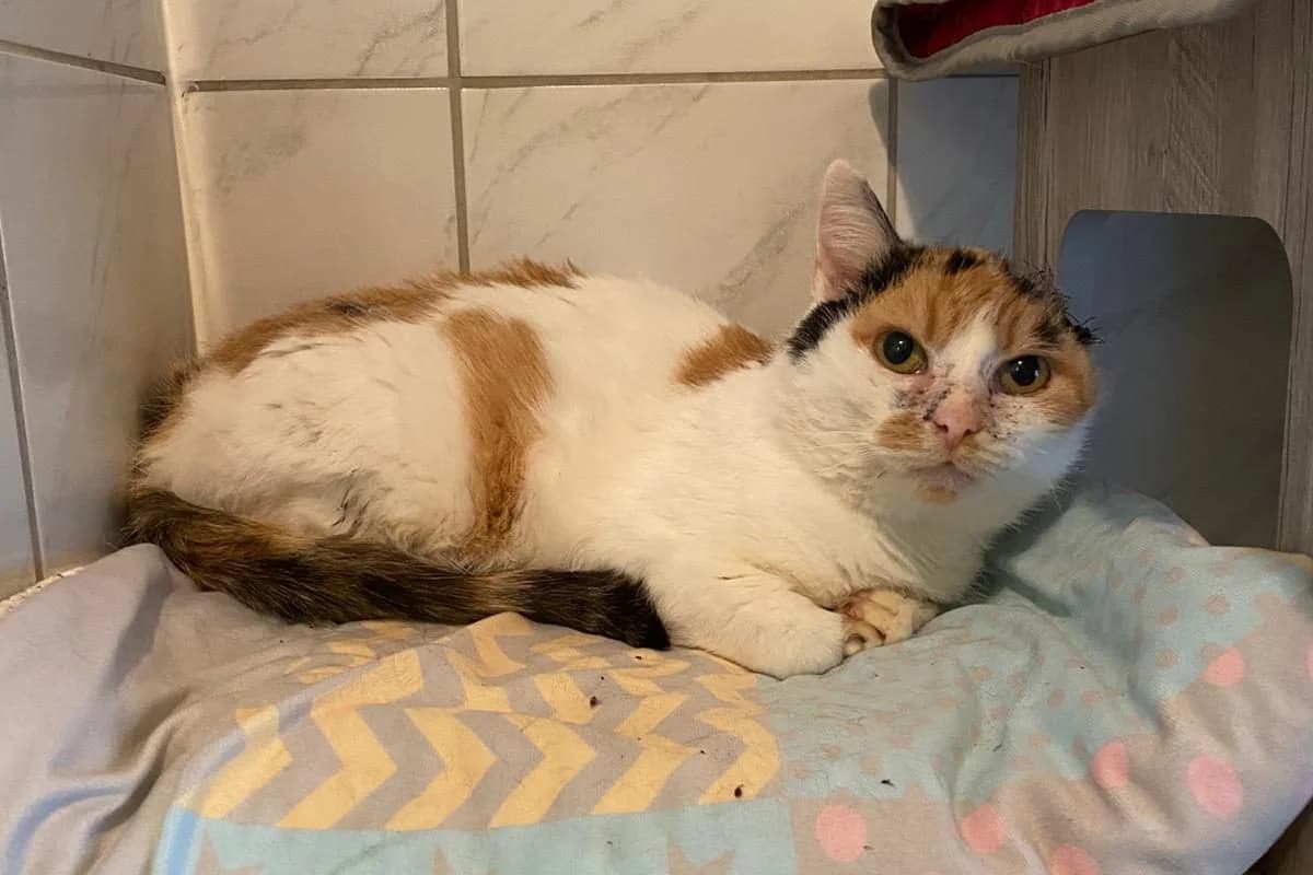 Gehli, female Mixed Breed for adoption at Tierheim Laage — photo 2 of 6