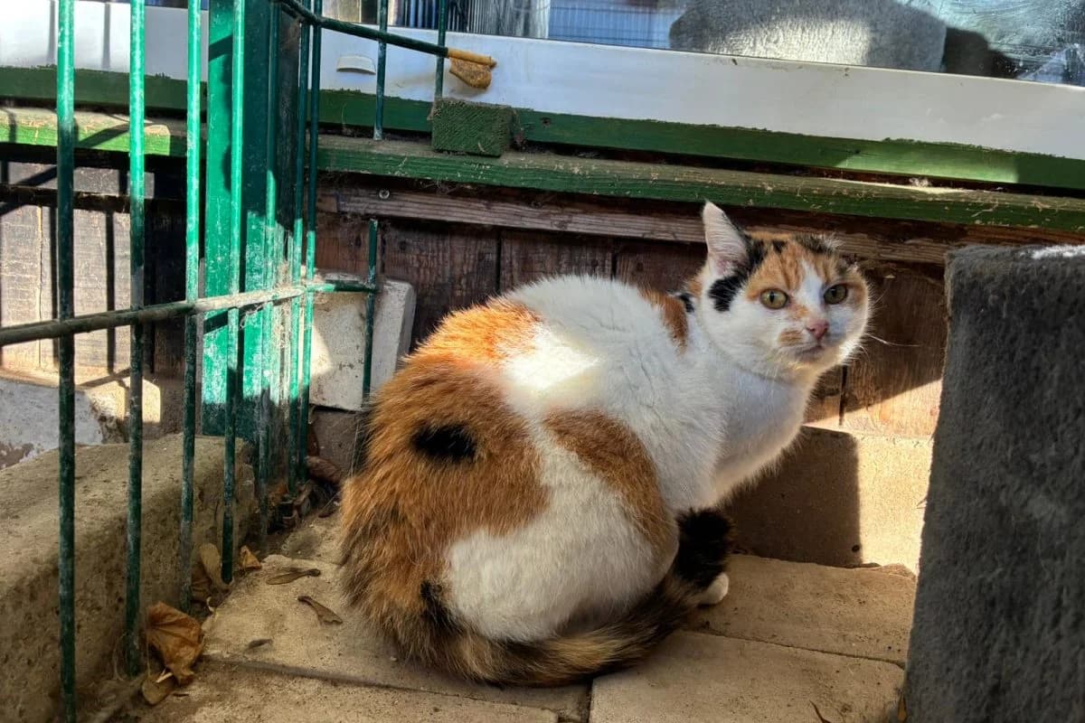Gehli, female Mixed Breed for adoption at Tierheim Laage — photo 3 of 6