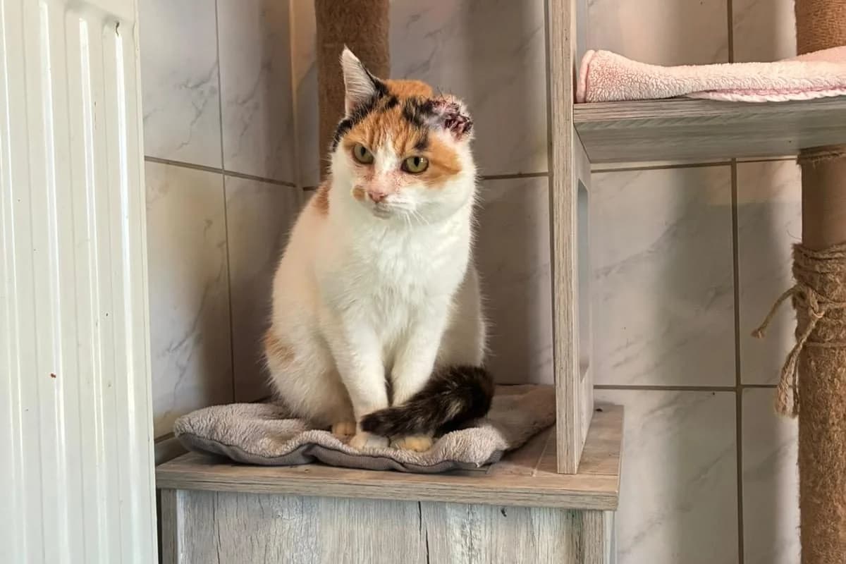 Gehli, female Mixed Breed for adoption at Tierheim Laage — photo 4 of 6