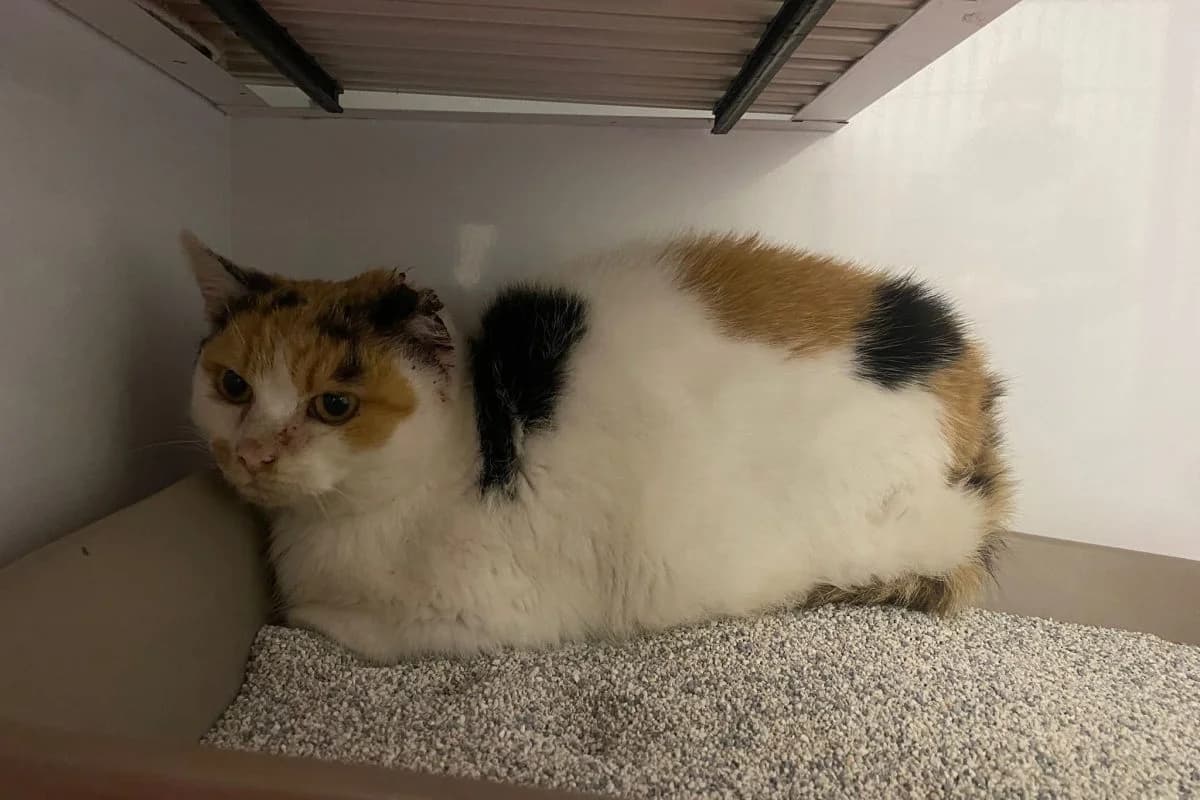 Gehli, female Mixed Breed for adoption at Tierheim Laage — photo 5 of 6