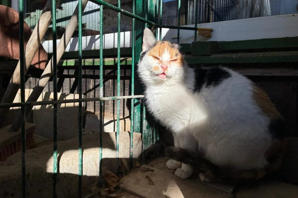 Gehli, female Mixed Breed for adoption at Tierheim Laage — photo 6 of 6