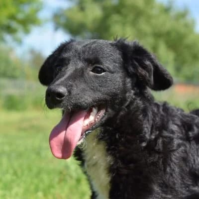 Hope, female puppy Mixed Breed for adoption at Tierheim Laage