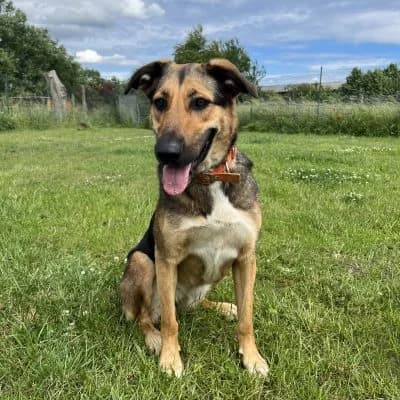 Kaya, female German Shepherd for adoption at Tierheim Laage