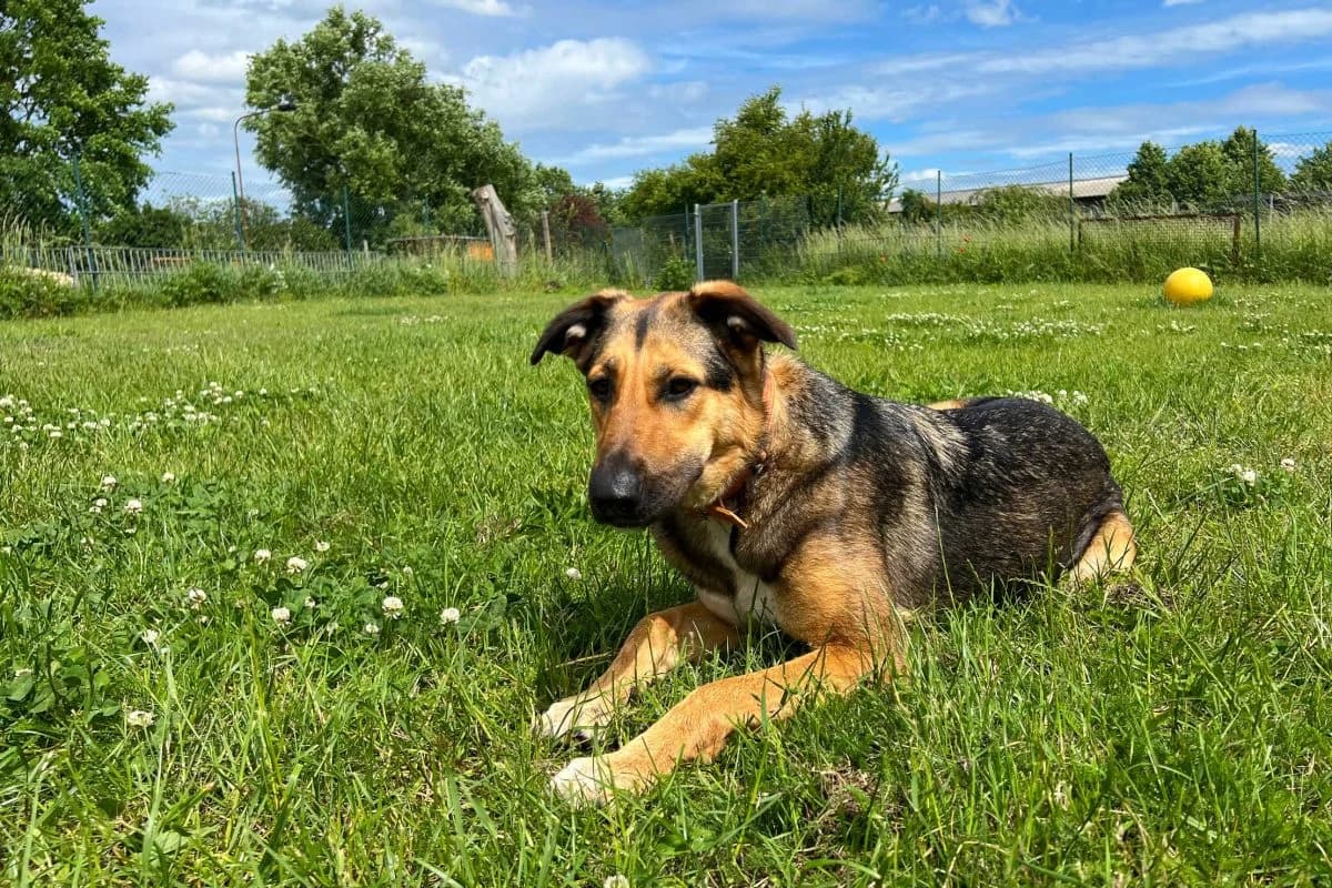 Kaya, female German Shepherd for adoption at Tierheim Laage — photo 2 of 9