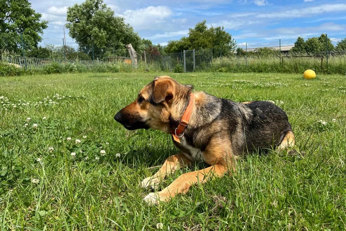 Kaya, female German Shepherd for adoption at Tierheim Laage — photo 3 of 9