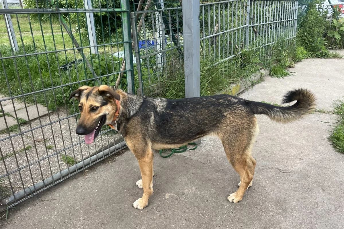 Kaya, female German Shepherd for adoption at Tierheim Laage — photo 4 of 9