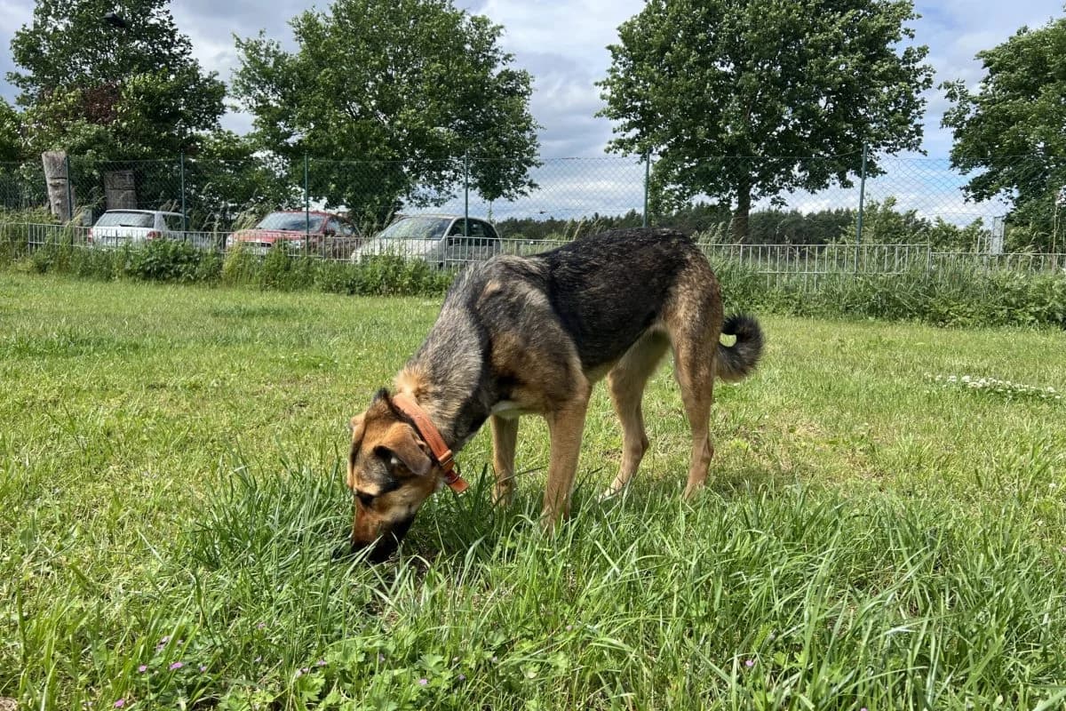 Kaya, female German Shepherd for adoption at Tierheim Laage — photo 5 of 9