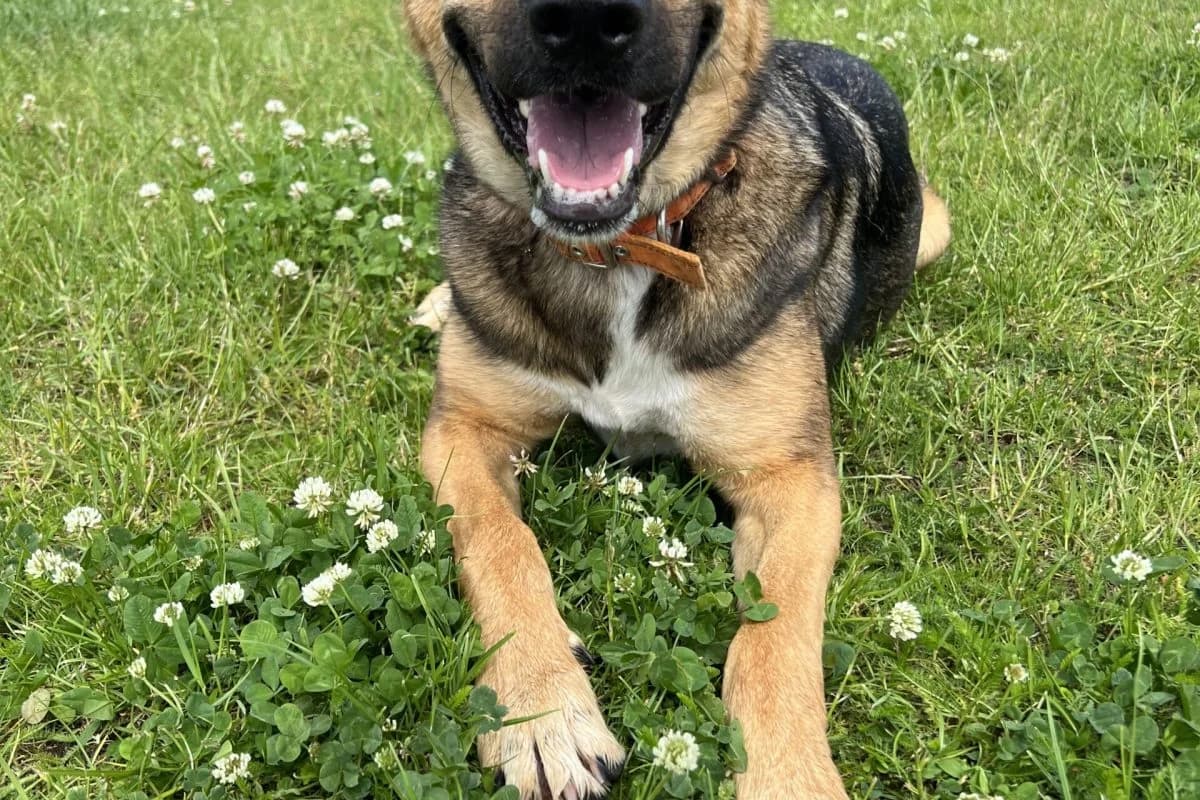 Kaya, female German Shepherd for adoption at Tierheim Laage — photo 6 of 9