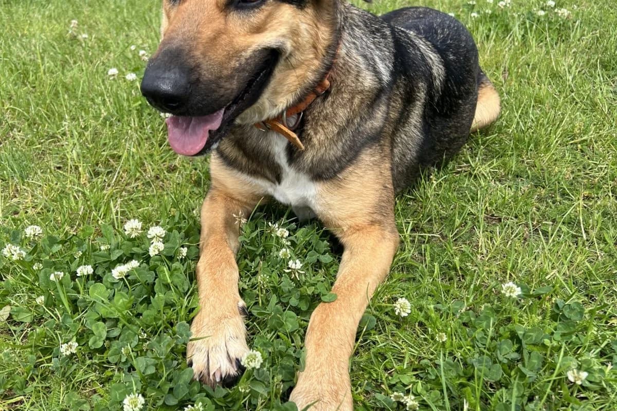 Kaya, female German Shepherd for adoption at Tierheim Laage — photo 7 of 9