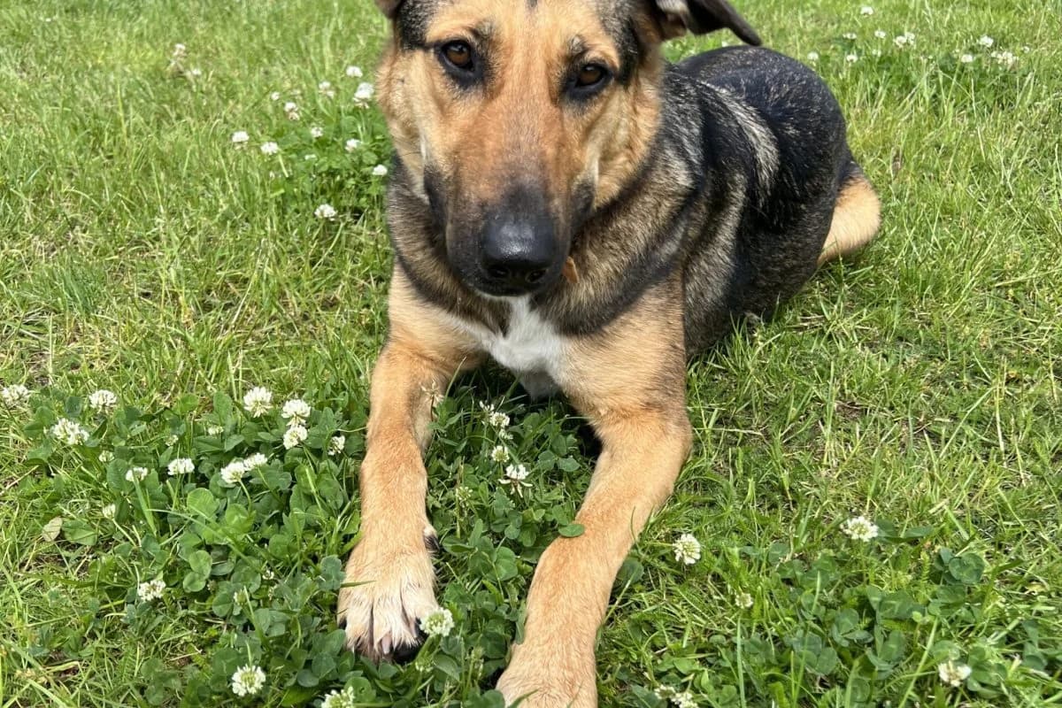 Kaya, female German Shepherd for adoption at Tierheim Laage — photo 8 of 9