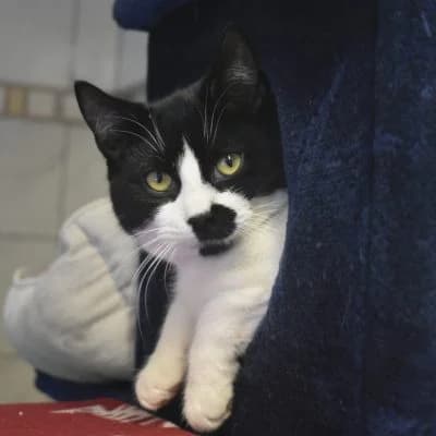 Lecki, male Mixed Breed for adoption at Tierheim Laage