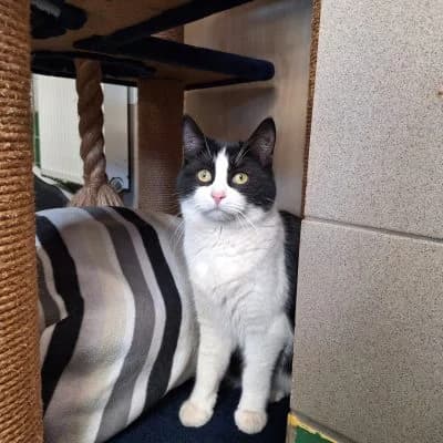 Lumpi, male young Mixed Breed for adoption at Tierheim Laage