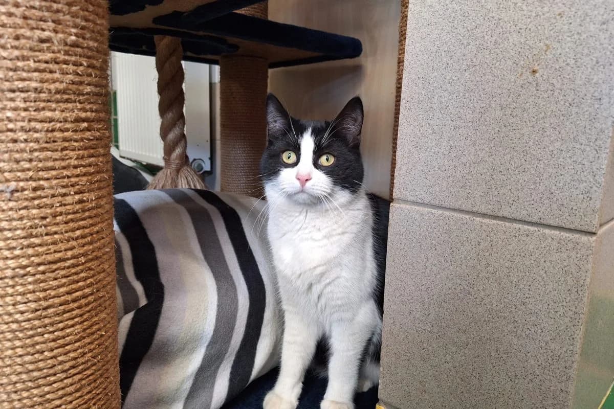 Lumpi, male Mixed Breed for adoption at Tierheim Laage — photo 2 of 11