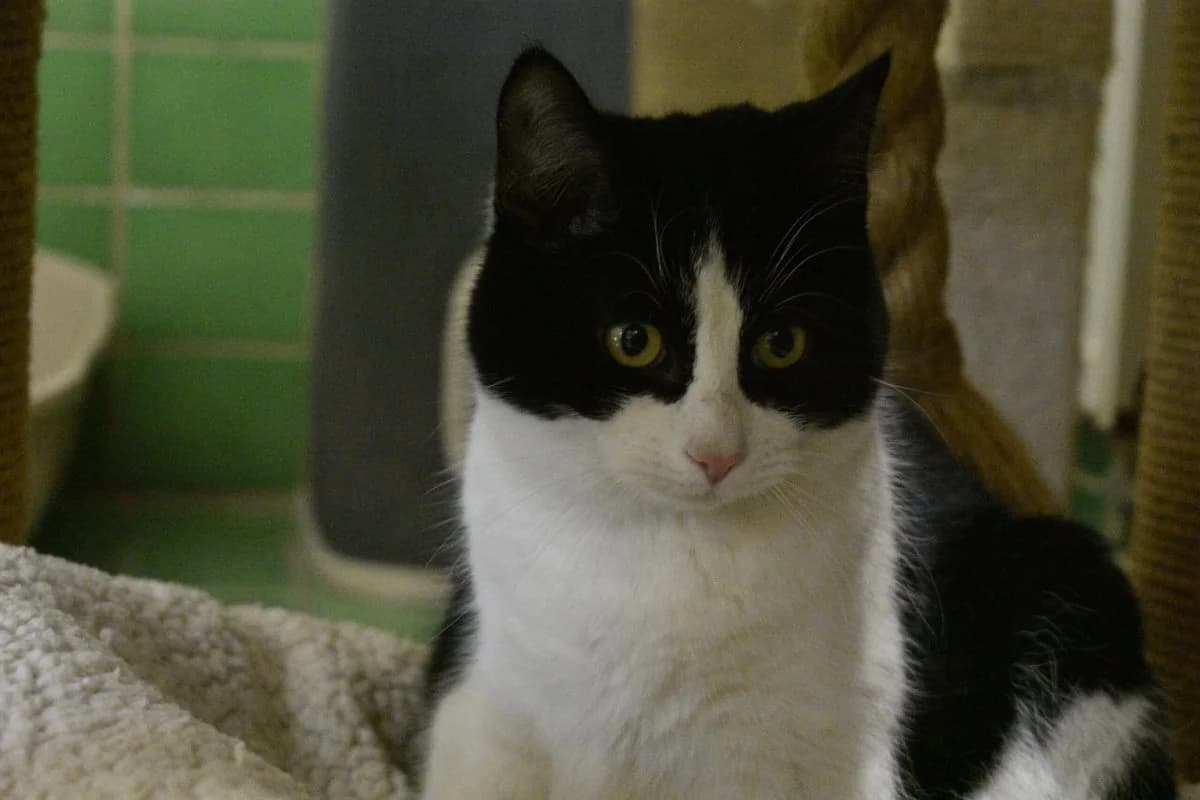 Lumpi, male Mixed Breed for adoption at Tierheim Laage — photo 3 of 11