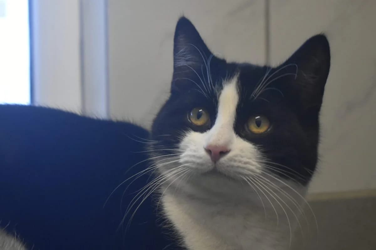 Lumpi, male Mixed Breed for adoption at Tierheim Laage — photo 4 of 11