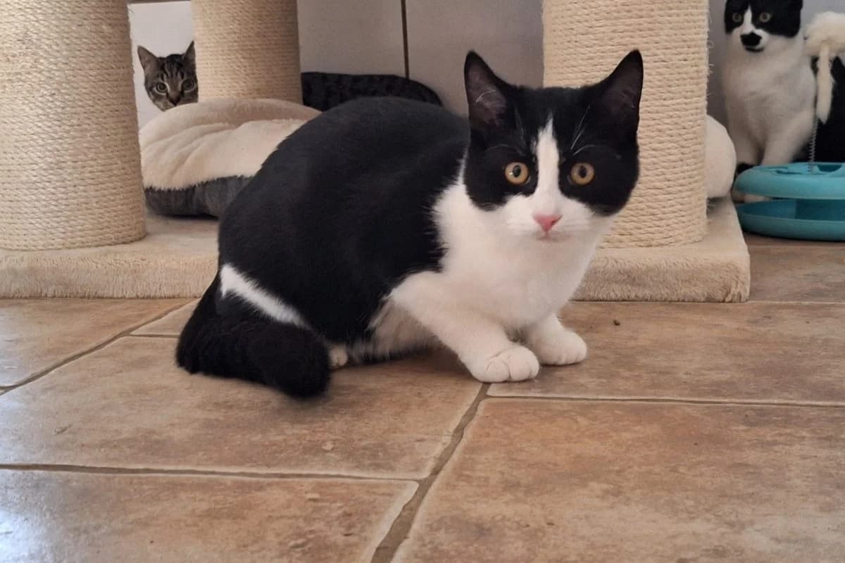 Lumpi, male Mixed Breed for adoption at Tierheim Laage — photo 5 of 11