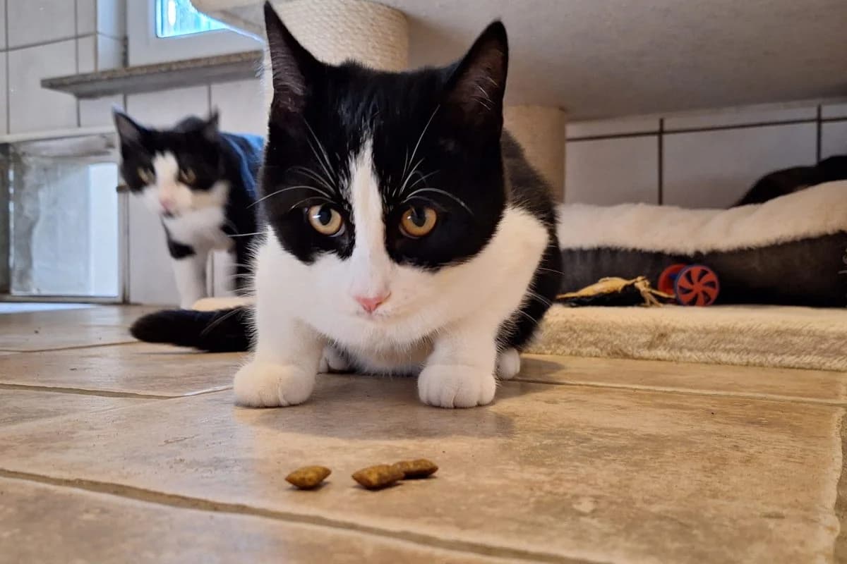 Lumpi, male Mixed Breed for adoption at Tierheim Laage — photo 6 of 11