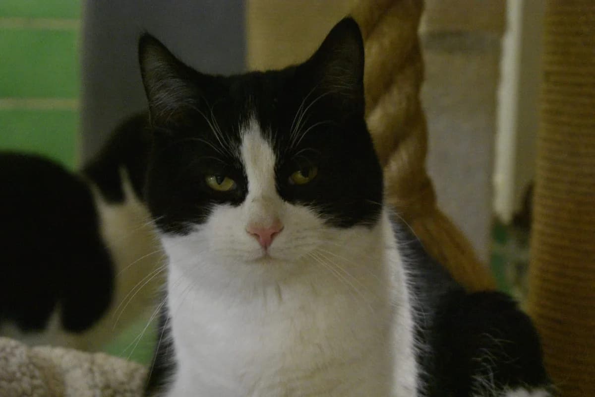 Lumpi, male Mixed Breed for adoption at Tierheim Laage — photo 7 of 11