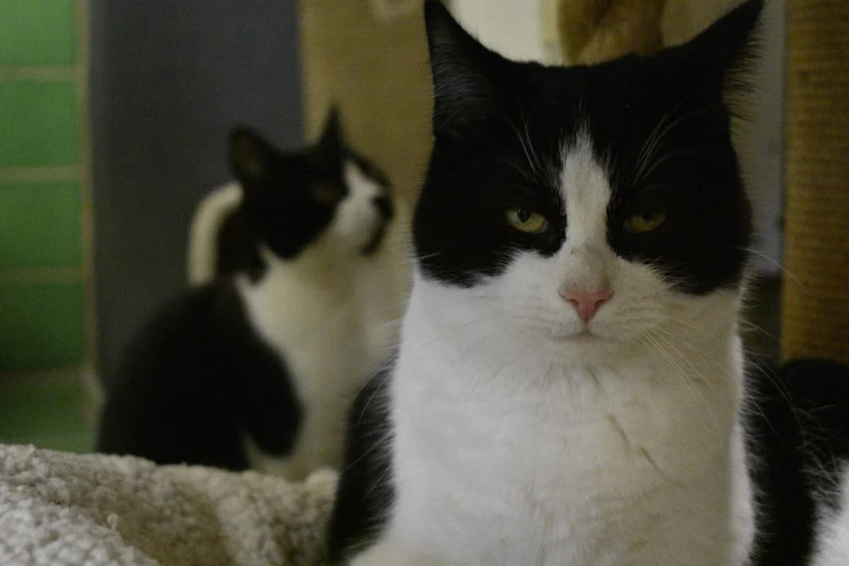 Lumpi, male Mixed Breed for adoption at Tierheim Laage — photo 8 of 11