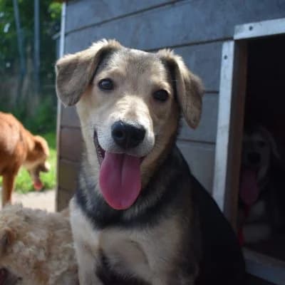 Matti, male puppy Mixed Breed for adoption at Tierheim Laage