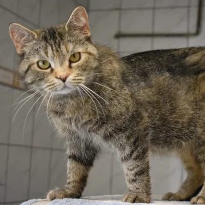 Misery, female Mixed Breed for adoption at Tierheim Laage