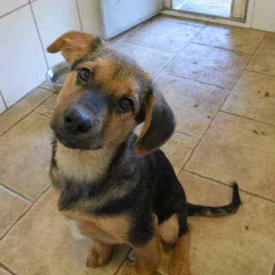 Nugget, male Mixed Breed for adoption at Tierheim Laage