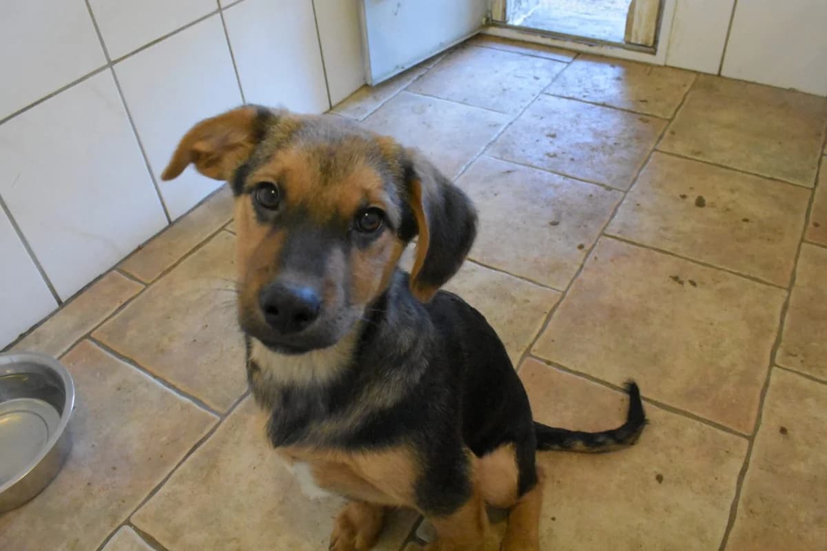 Nugget, male Mixed Breed for adoption at Tierheim Laage — photo 2 of 4